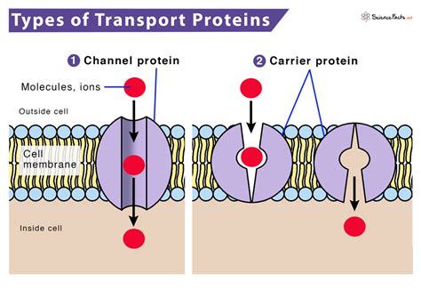 protein chanel|channel proteins vs carrier.